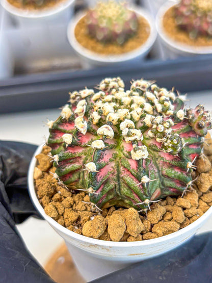 Gymnocalycium T-Rex (gy10) (b4) | Variegated Cactus