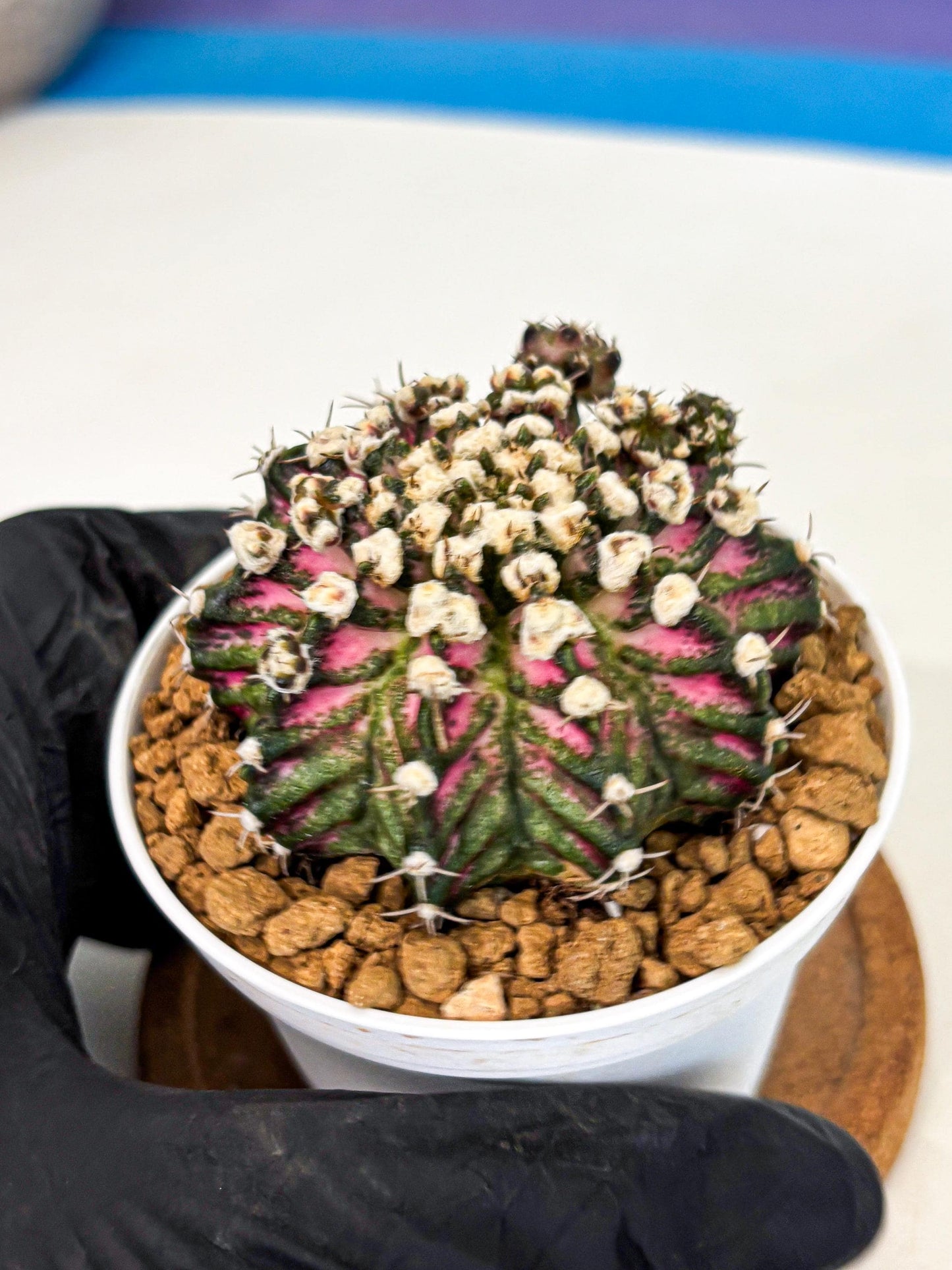 Gymnocalycium T-Rex (gy10) (b4) | Variegated Cactus