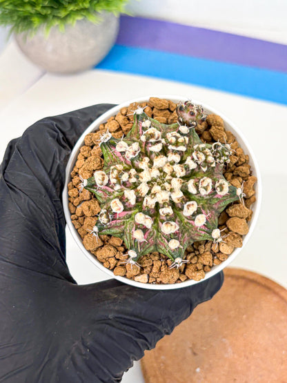 Gymnocalycium T-Rex (gy10) (b4) | Variegated Cactus