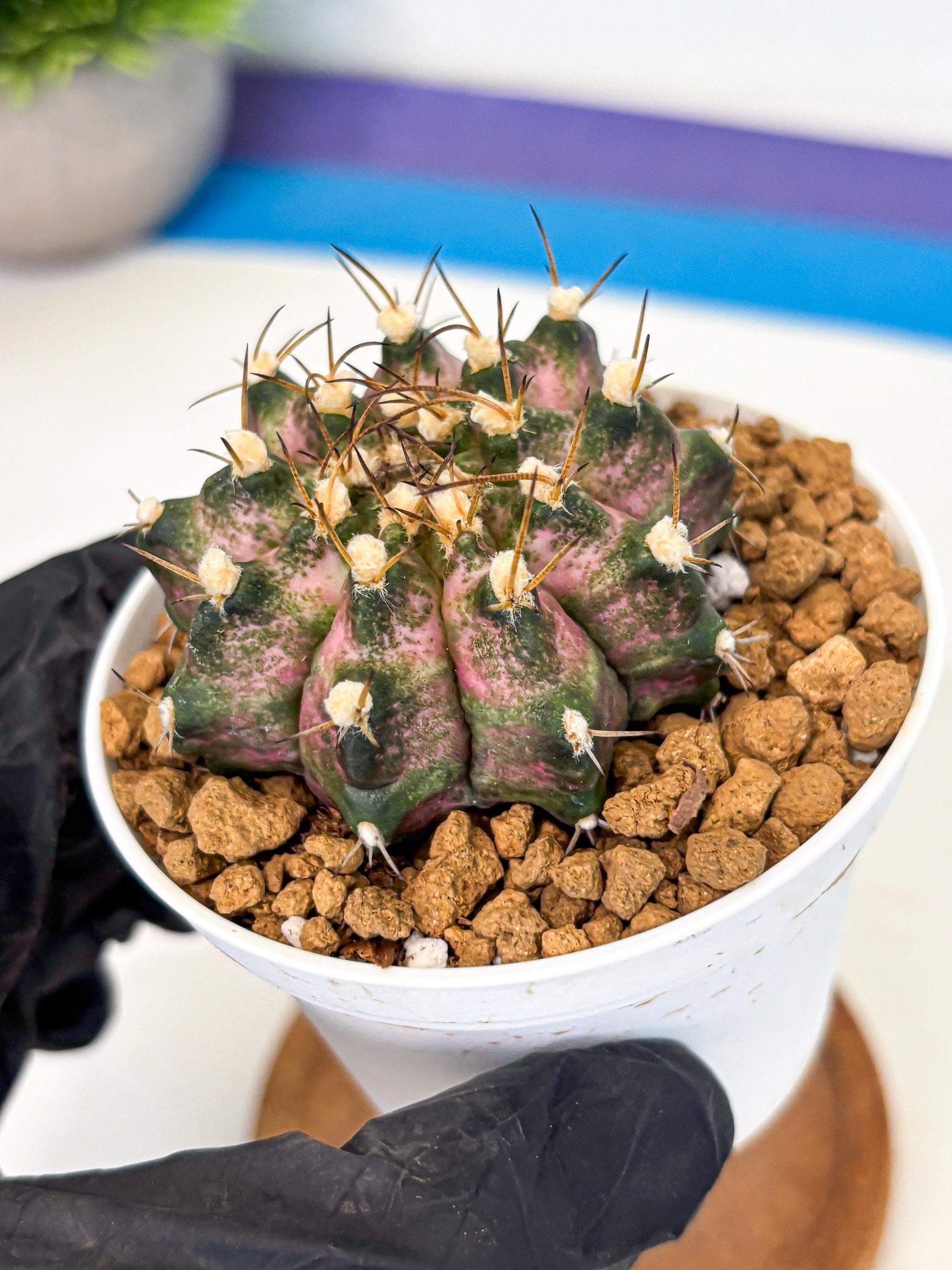 Gymnocalycium T-Rex (gy10) (b5) | Variegated Cactus