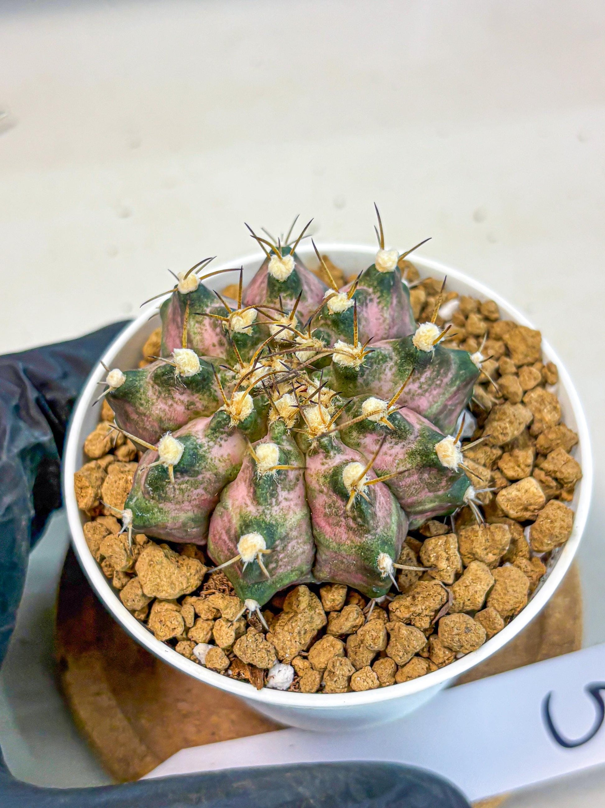 Gymnocalycium T-Rex (gy10) (b5) | Variegated Cactus