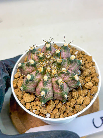 Gymnocalycium T-Rex (gy10) (b5) | Variegated Cactus