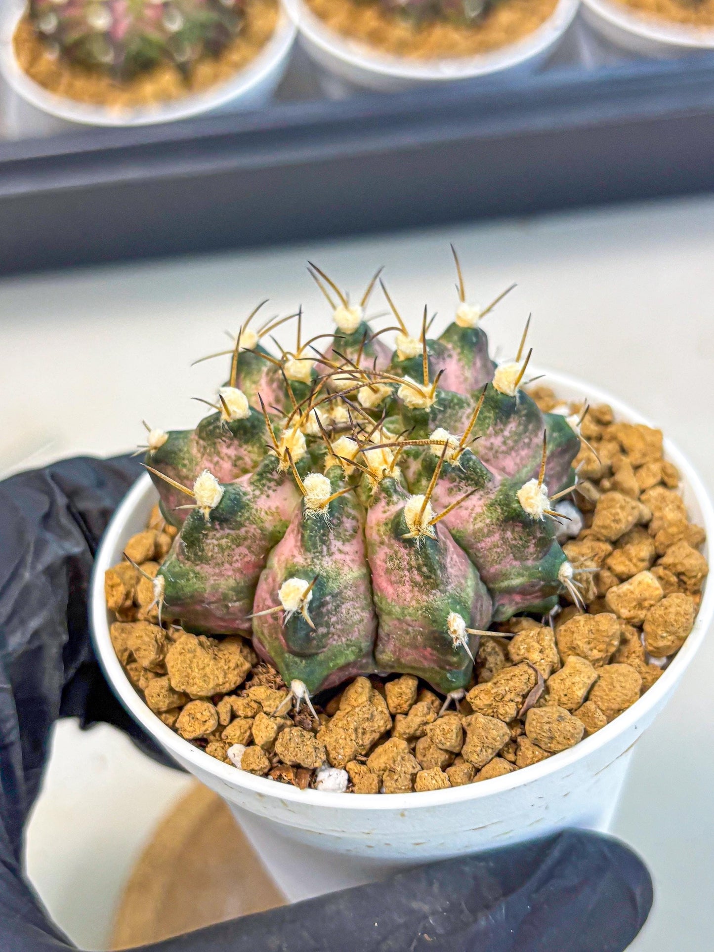 Gymnocalycium T-Rex (gy10) (b5) | Variegated Cactus