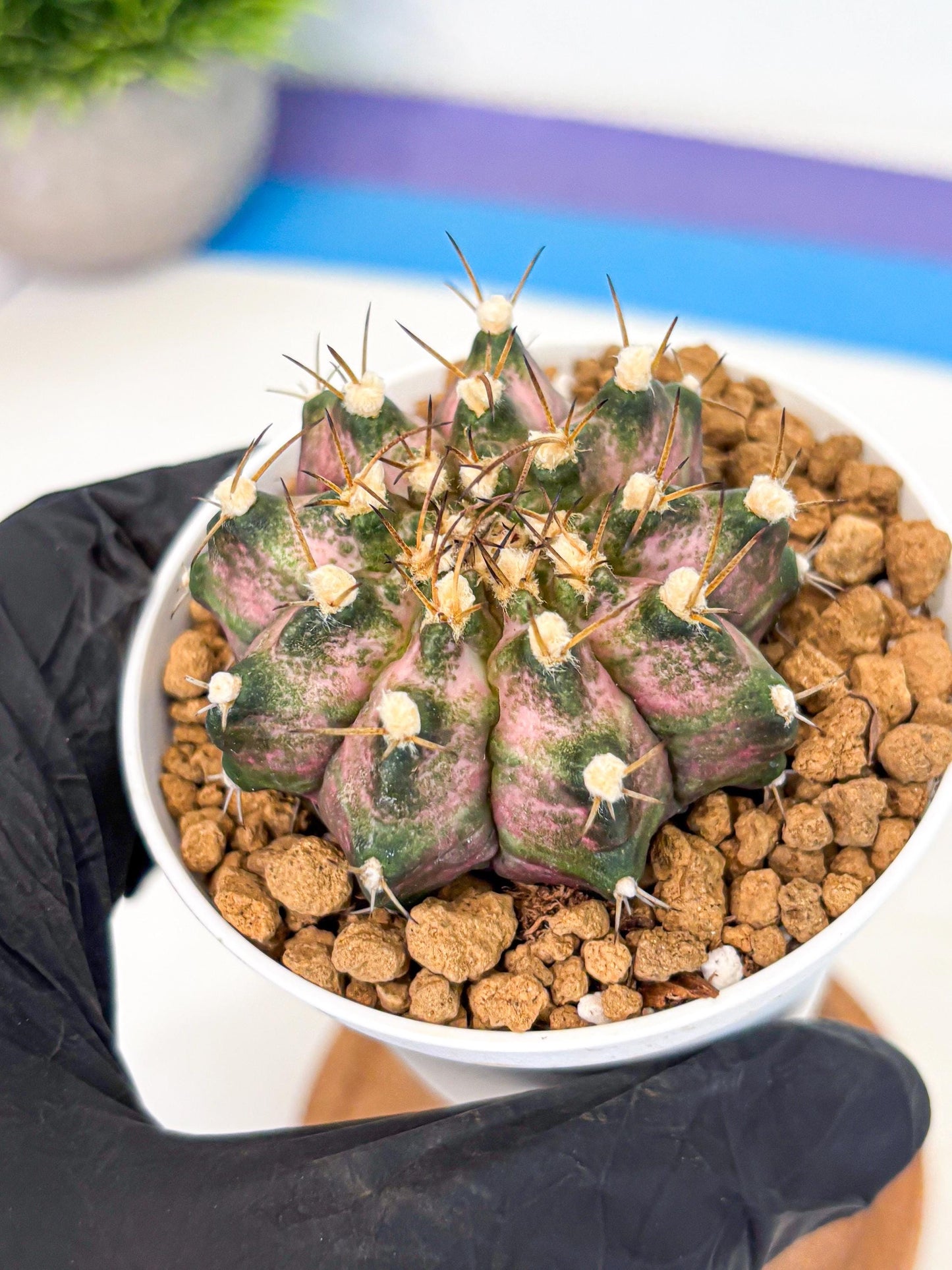 Gymnocalycium T-Rex (gy10) (b5) | Variegated Cactus