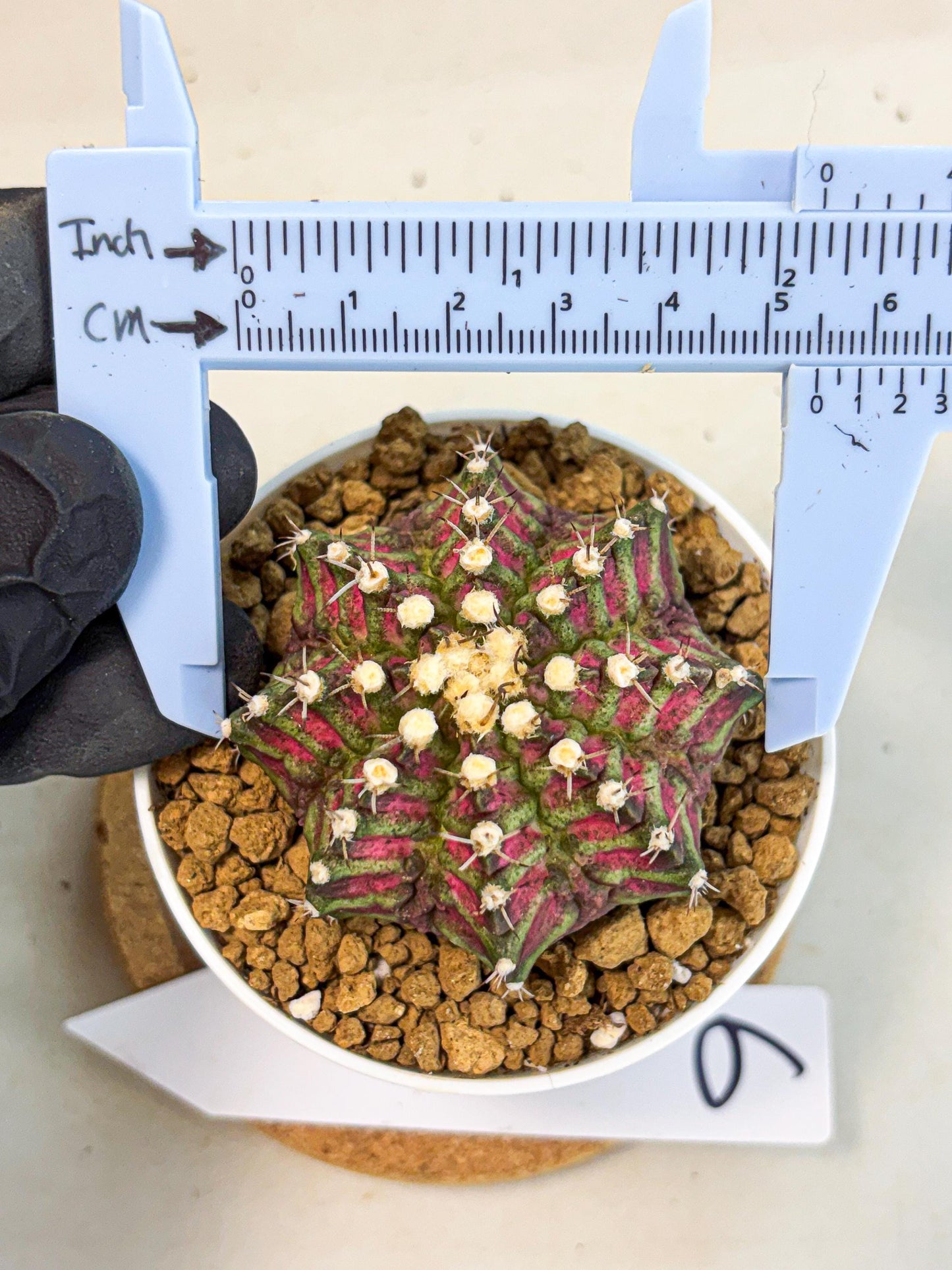 Gymnocalycium T-Rex (gy10) (b6) | Variegated Cactus