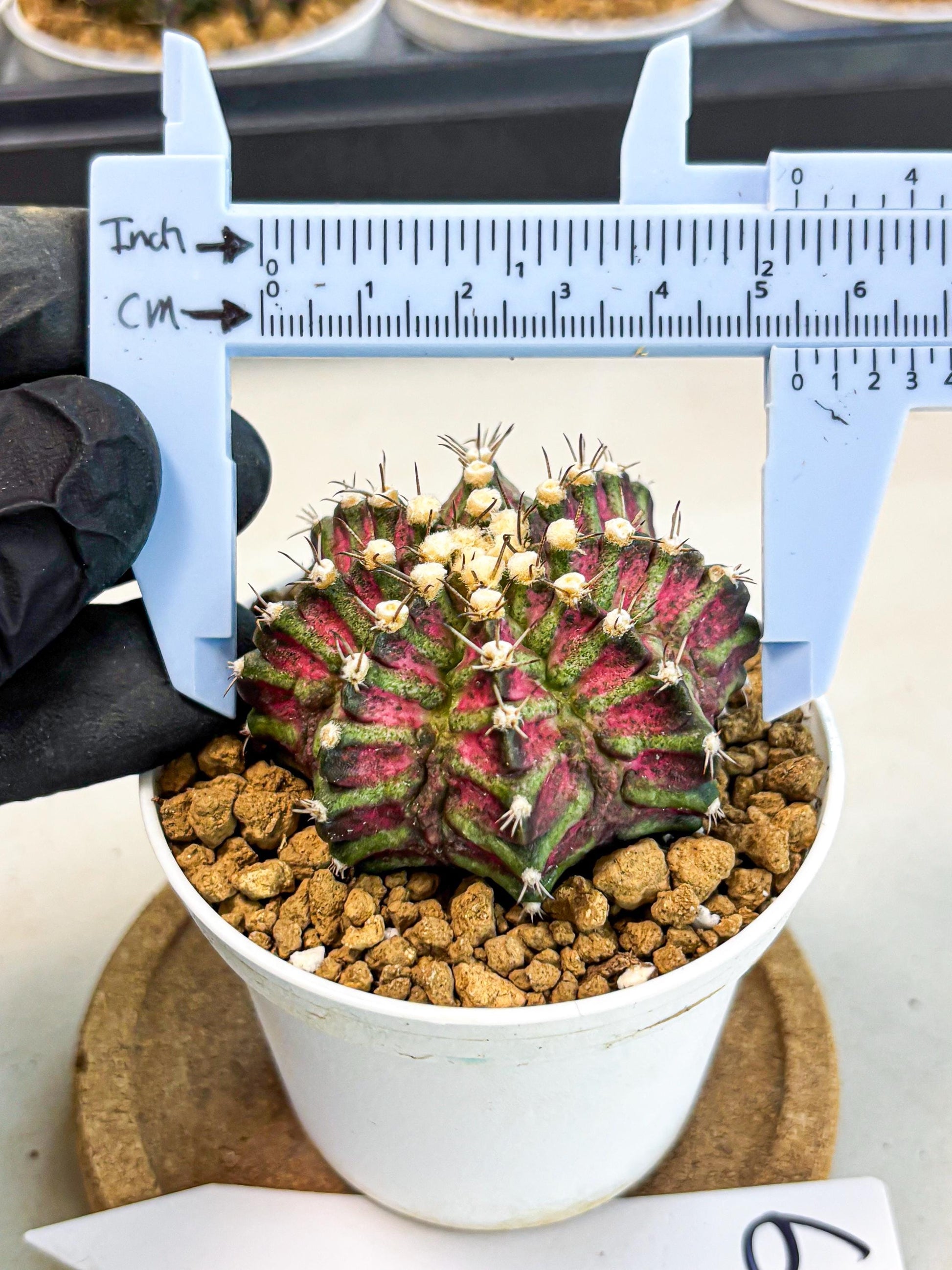 Gymnocalycium T-Rex (gy10) (b6) | Variegated Cactus