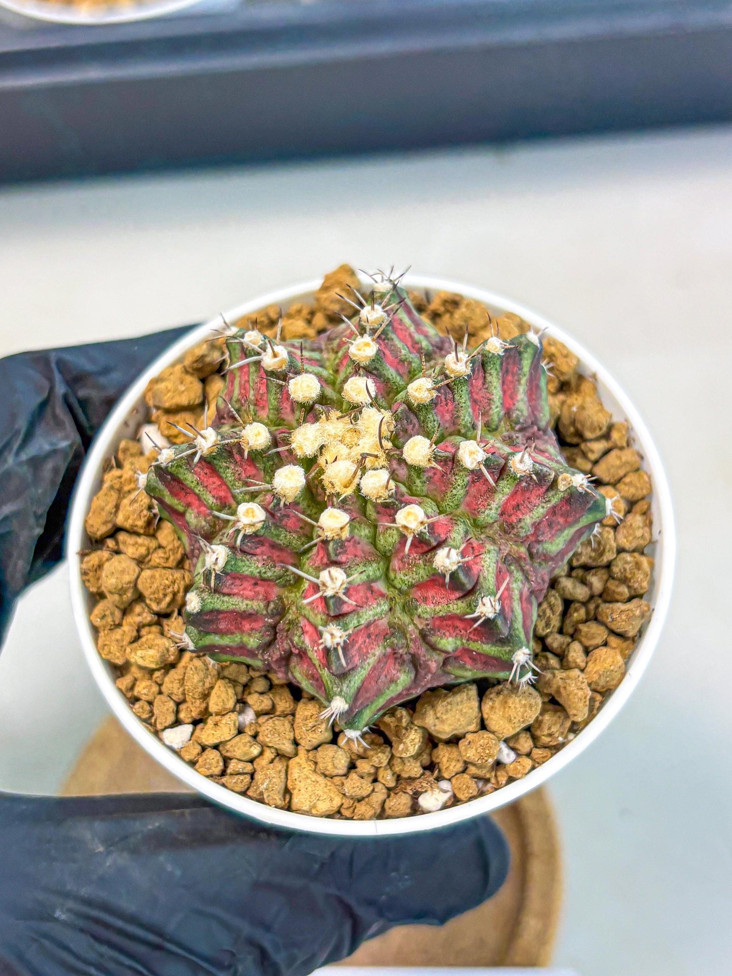 Gymnocalycium T-Rex (gy10) (b6) | Variegated Cactus