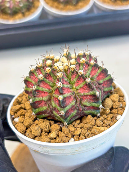 Gymnocalycium T-Rex (gy10) (b6) | Variegated Cactus