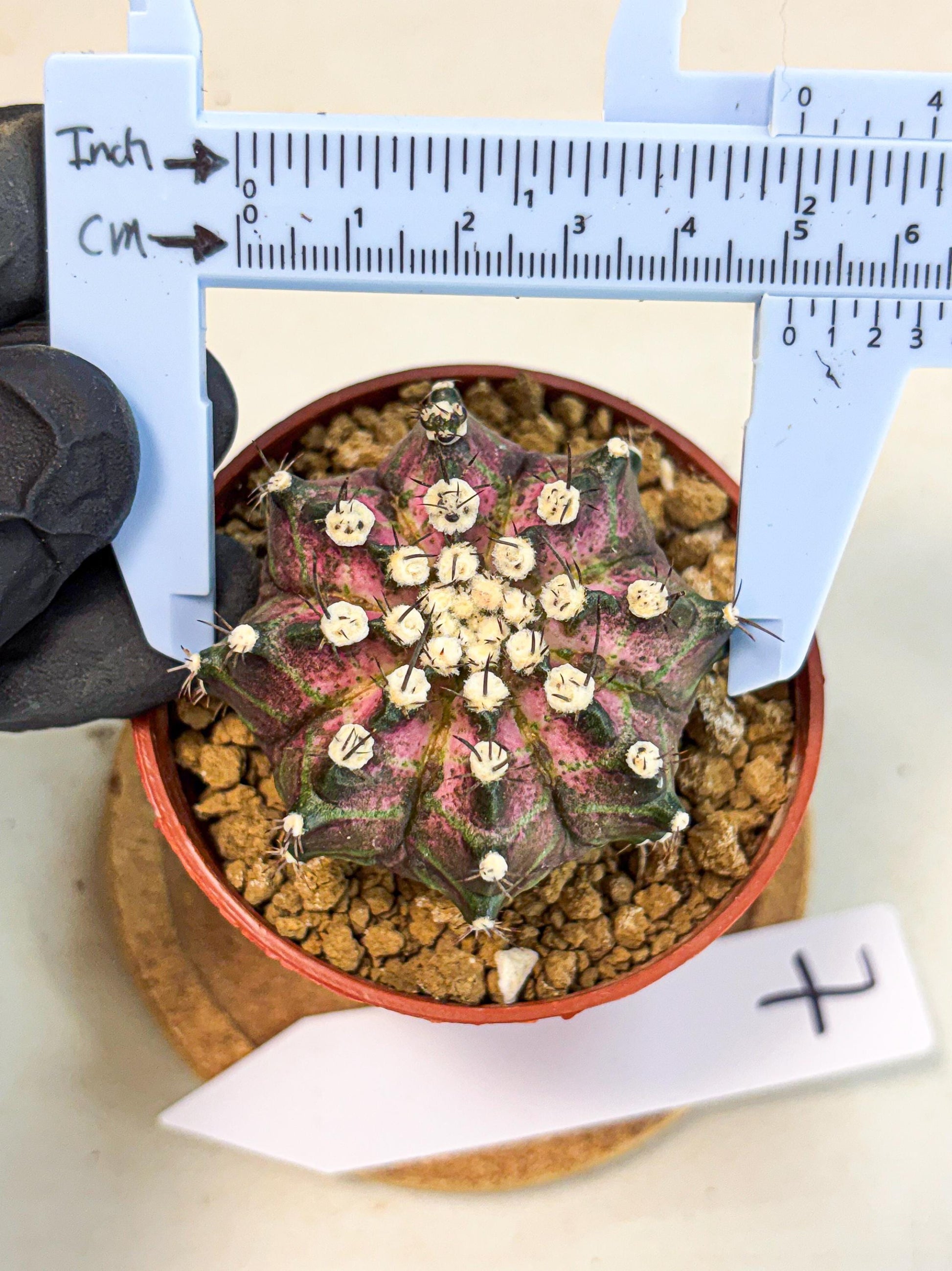Gymnocalycium T-Rex (gy10) (b7) | Variegated Cactus