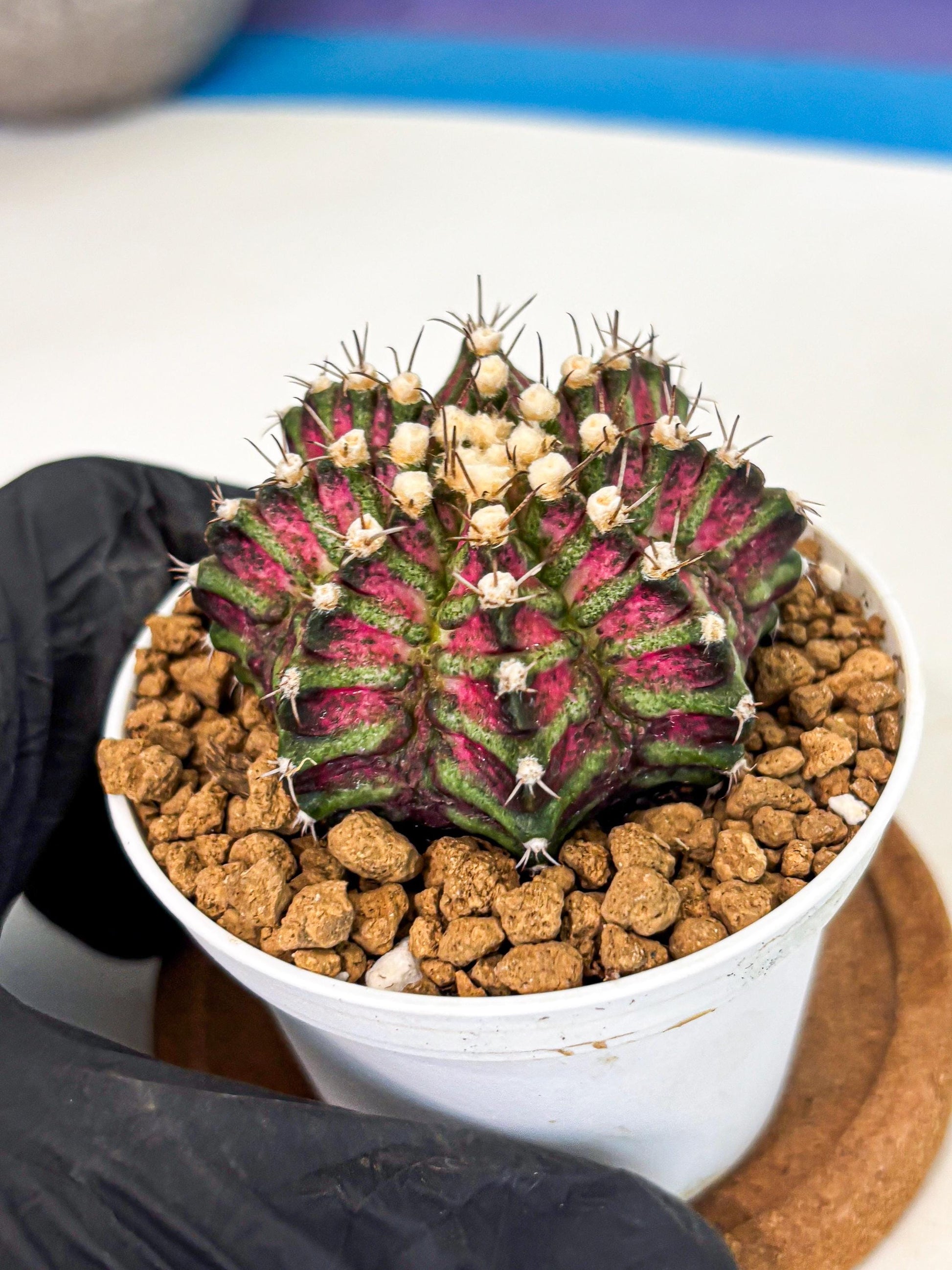 Gymnocalycium T-Rex (gy10) (b6) | Variegated Cactus
