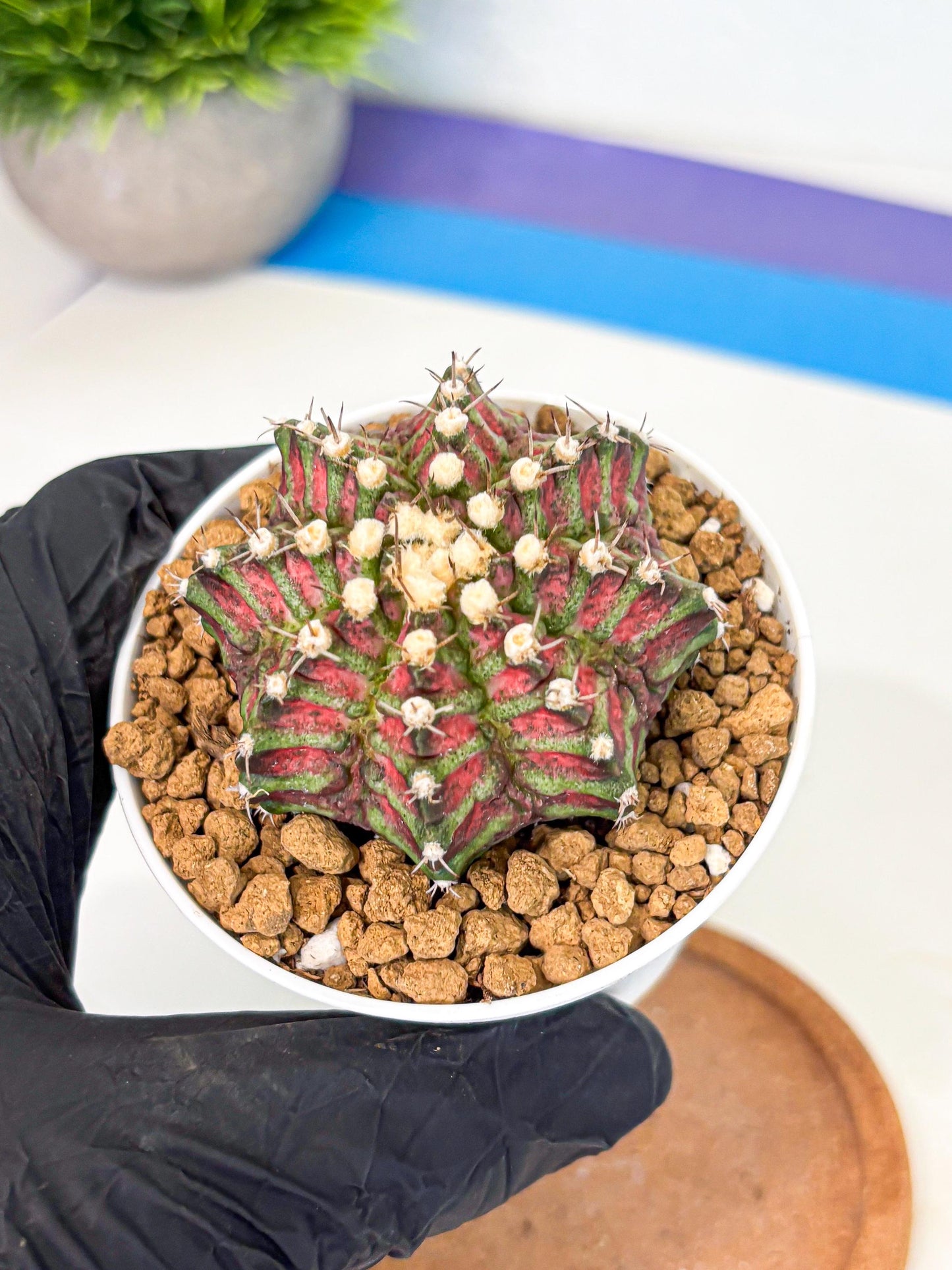 Gymnocalycium T-Rex (gy10) (b6) | Variegated Cactus