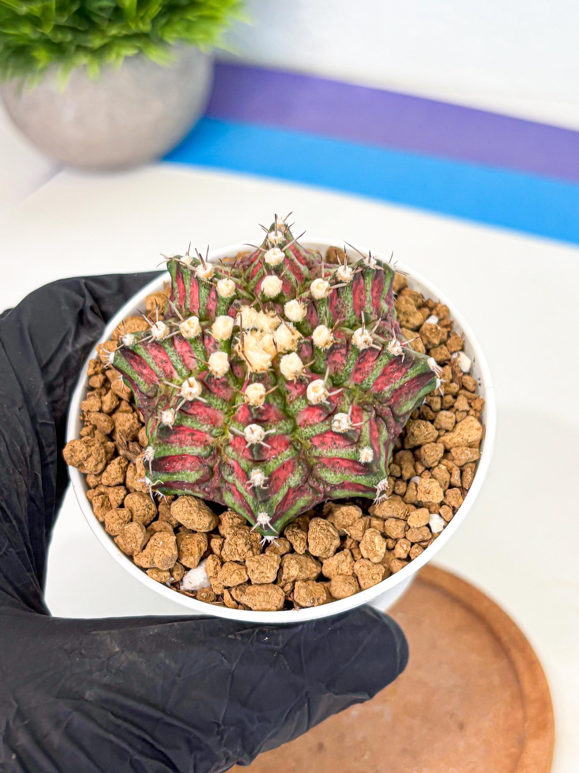 Gymnocalycium T-Rex (gy10) (b6) | Variegated Cactus