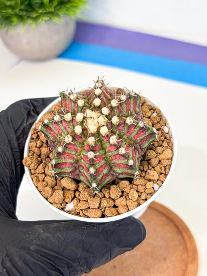 Gymnocalycium T-Rex (gy10) (b6) | Variegated Cactus