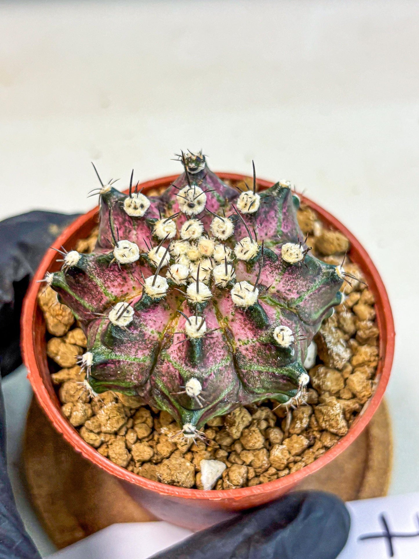 Gymnocalycium T-Rex (gy10) (b7) | Variegated Cactus