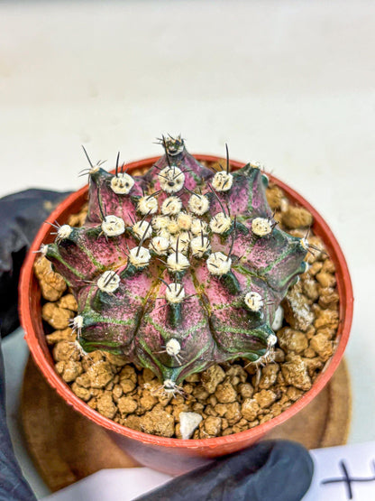 Gymnocalycium T-Rex (gy10) (b7) | Variegated Cactus