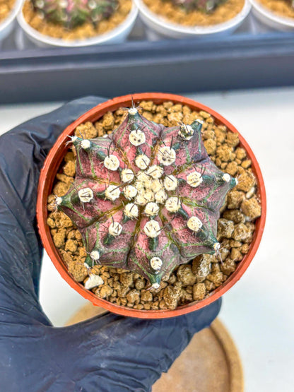 Gymnocalycium T-Rex (gy10) (b7) | Variegated Cactus