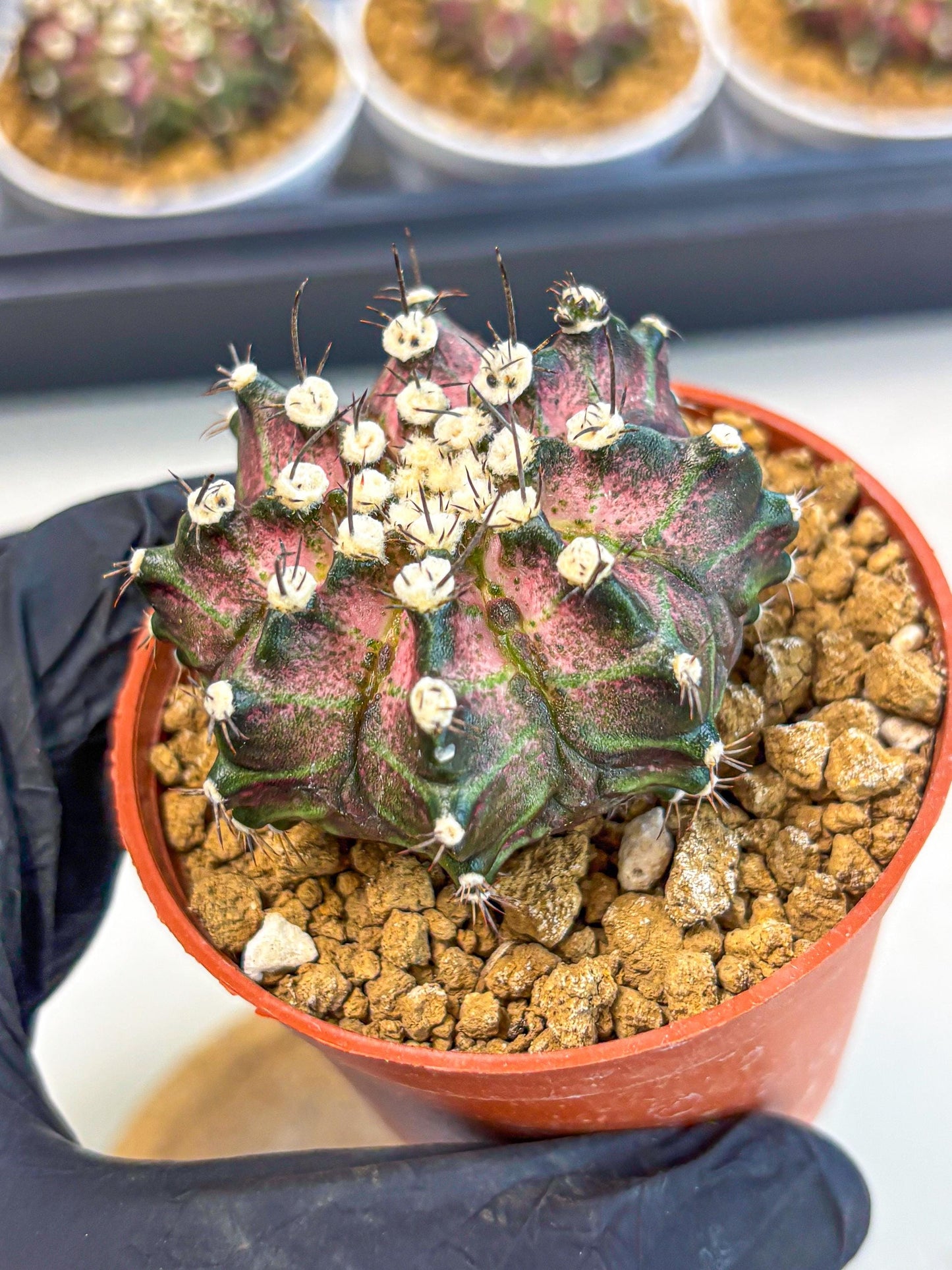 Gymnocalycium T-Rex (gy10) (b7) | Variegated Cactus