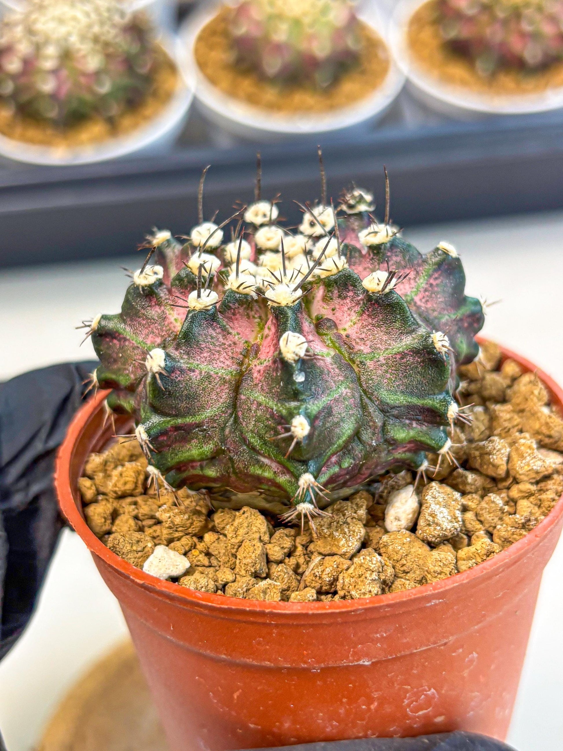 Gymnocalycium T-Rex (gy10) (b7) | Variegated Cactus