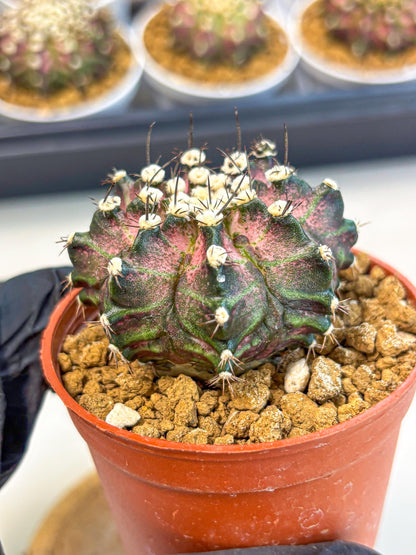 Gymnocalycium T-Rex (gy10) (b7) | Variegated Cactus