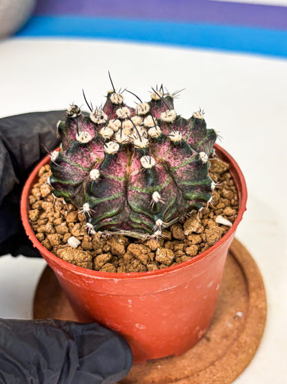 Gymnocalycium T-Rex (gy10) (b7) | Variegated Cactus