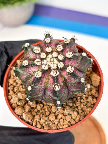Gymnocalycium T-Rex (gy10) (b7) | Variegated Cactus