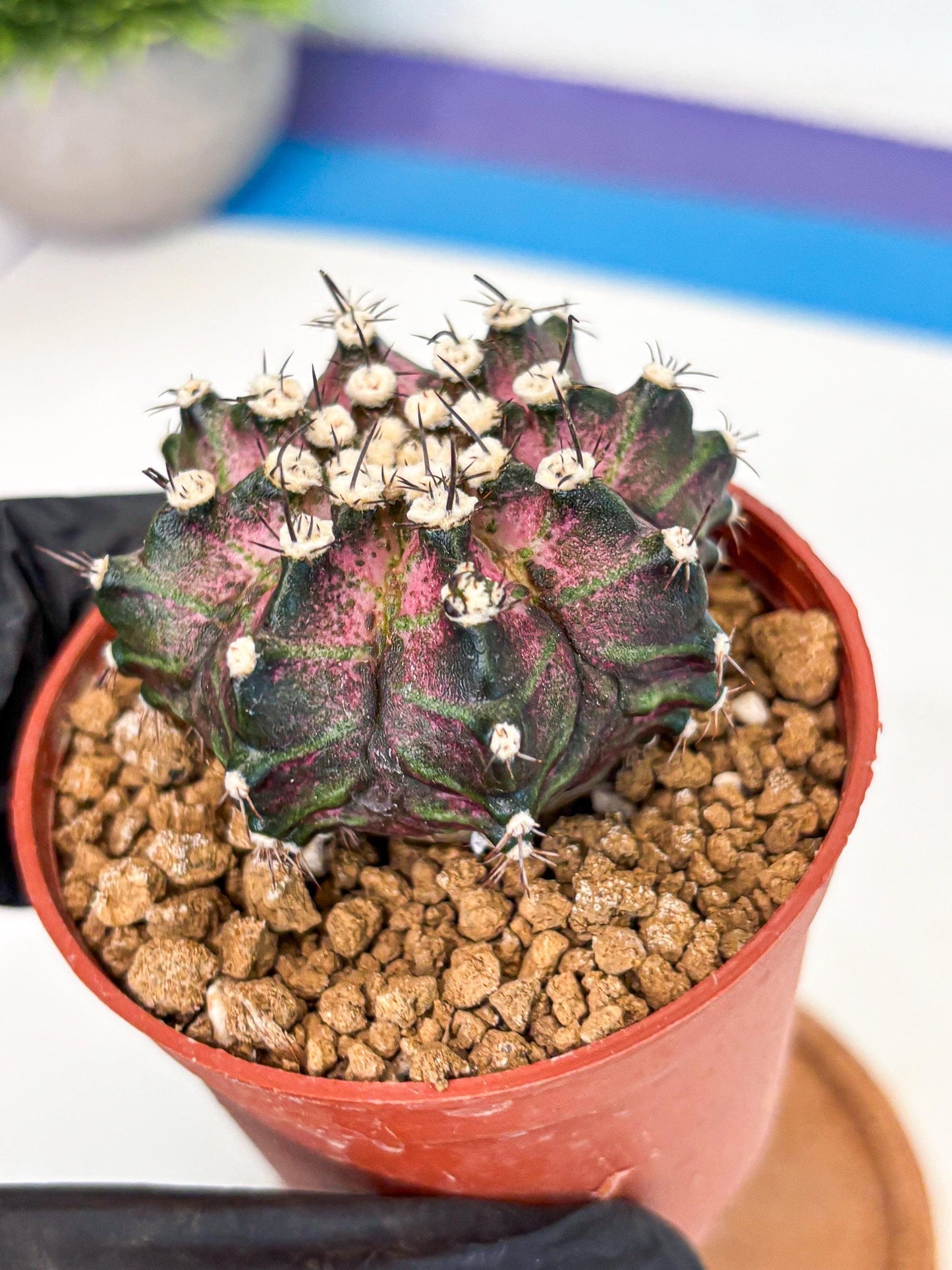 Gymnocalycium T-Rex (gy10) (b7) | Variegated Cactus