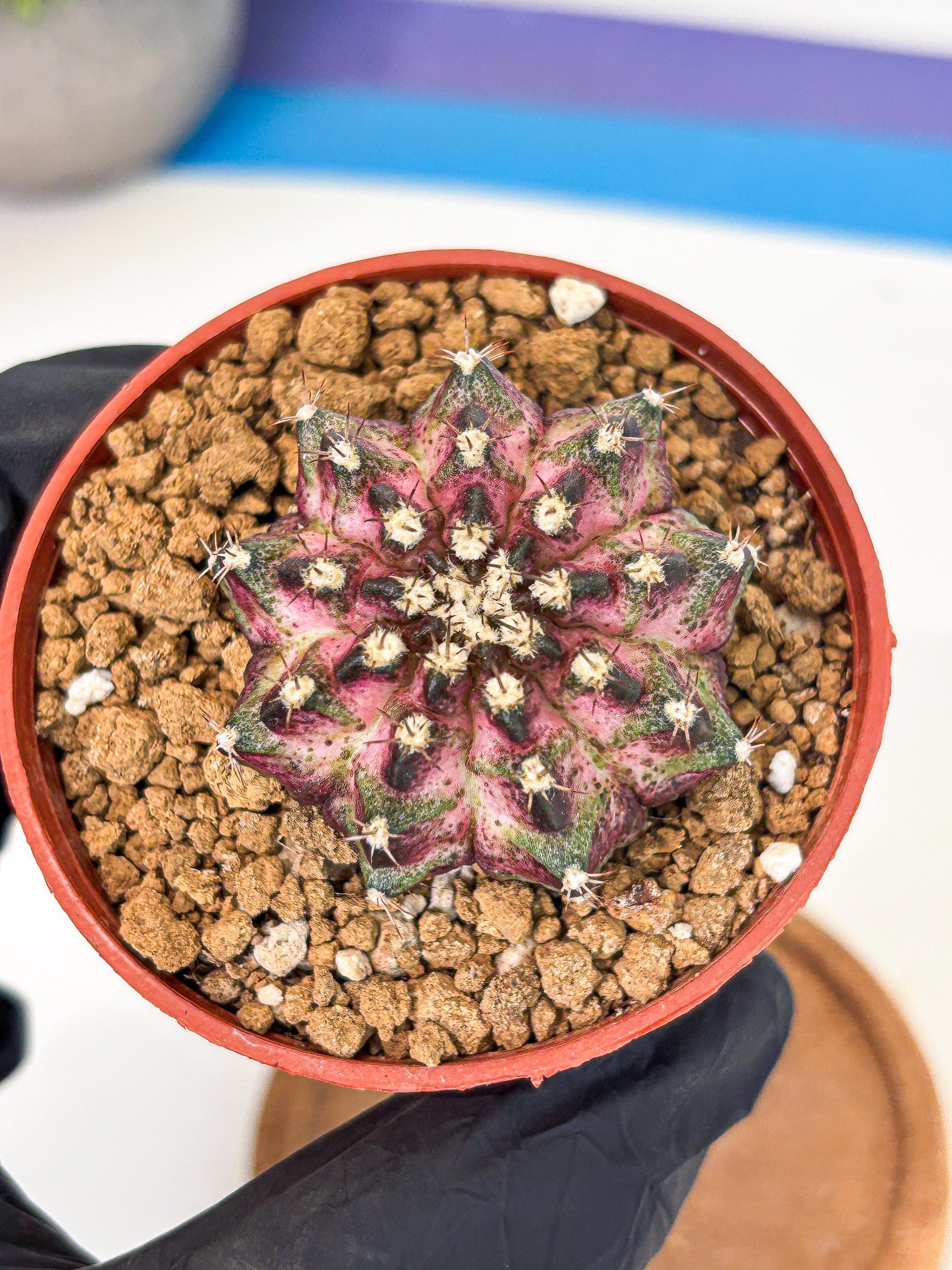 Gymnocalycium T-Rex (gy11) (p1) | Variegated Cactus