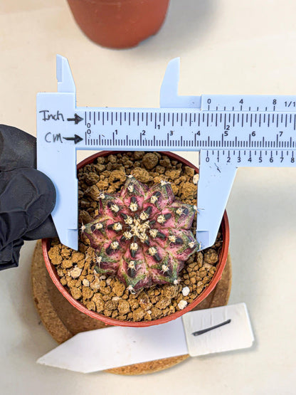 Gymnocalycium T-Rex (gy11) (p1) | Variegated Cactus