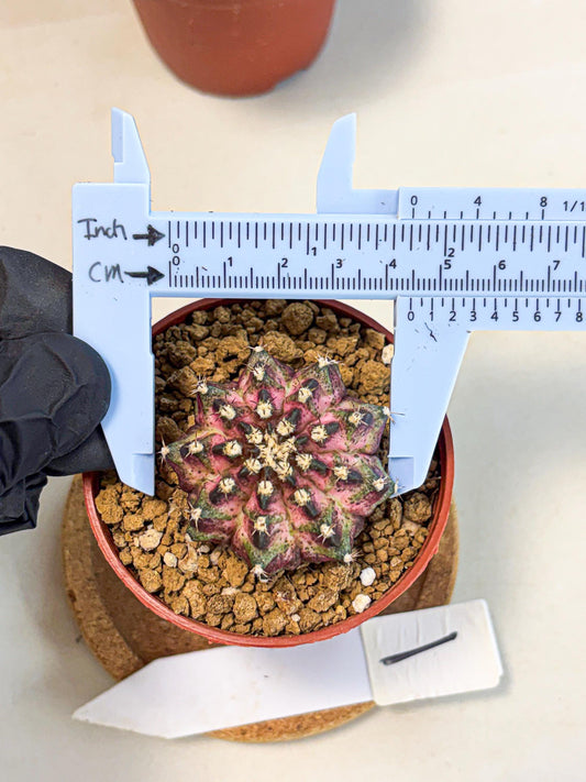 Gymnocalycium T-Rex (gy11) (p1) | Variegated Cactus