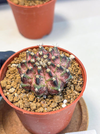 Gymnocalycium T-Rex (gy11) (p1) | Variegated Cactus