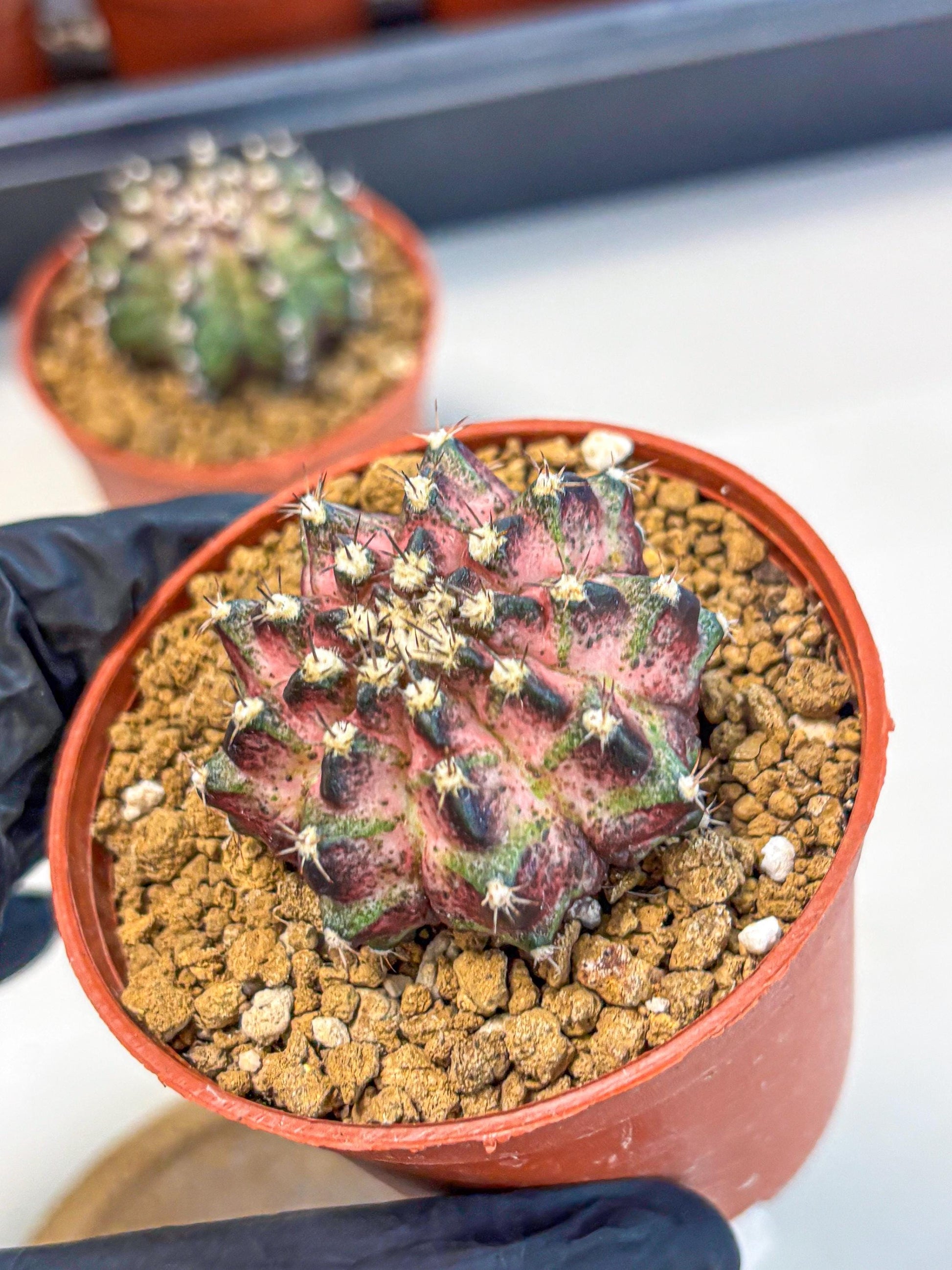 Gymnocalycium T-Rex (gy11) (p1) | Variegated Cactus