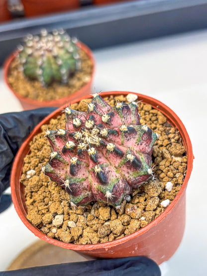 Gymnocalycium T-Rex (gy11) (p1) | Variegated Cactus