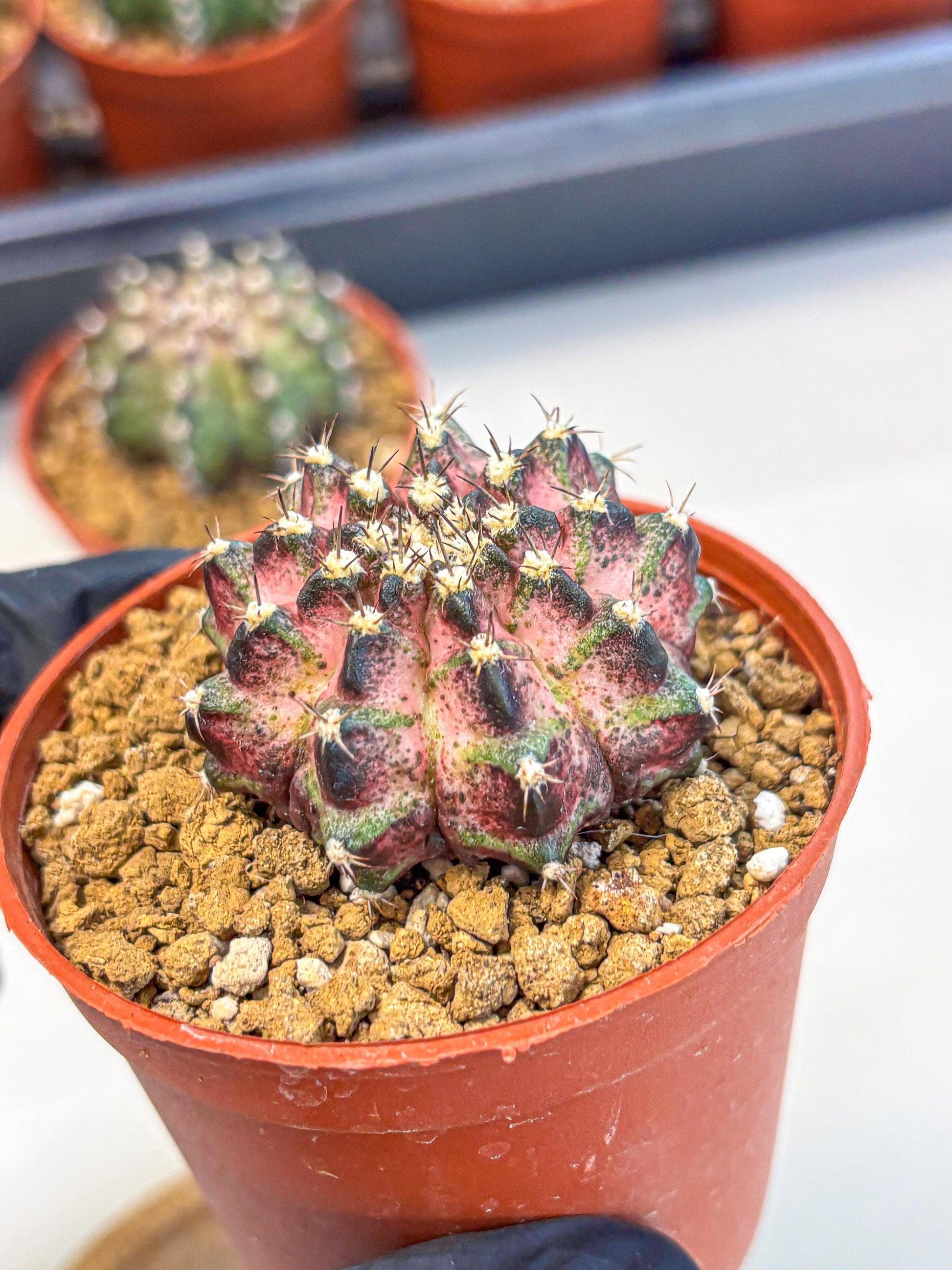 Gymnocalycium T-Rex (gy11) (p1) | Variegated Cactus