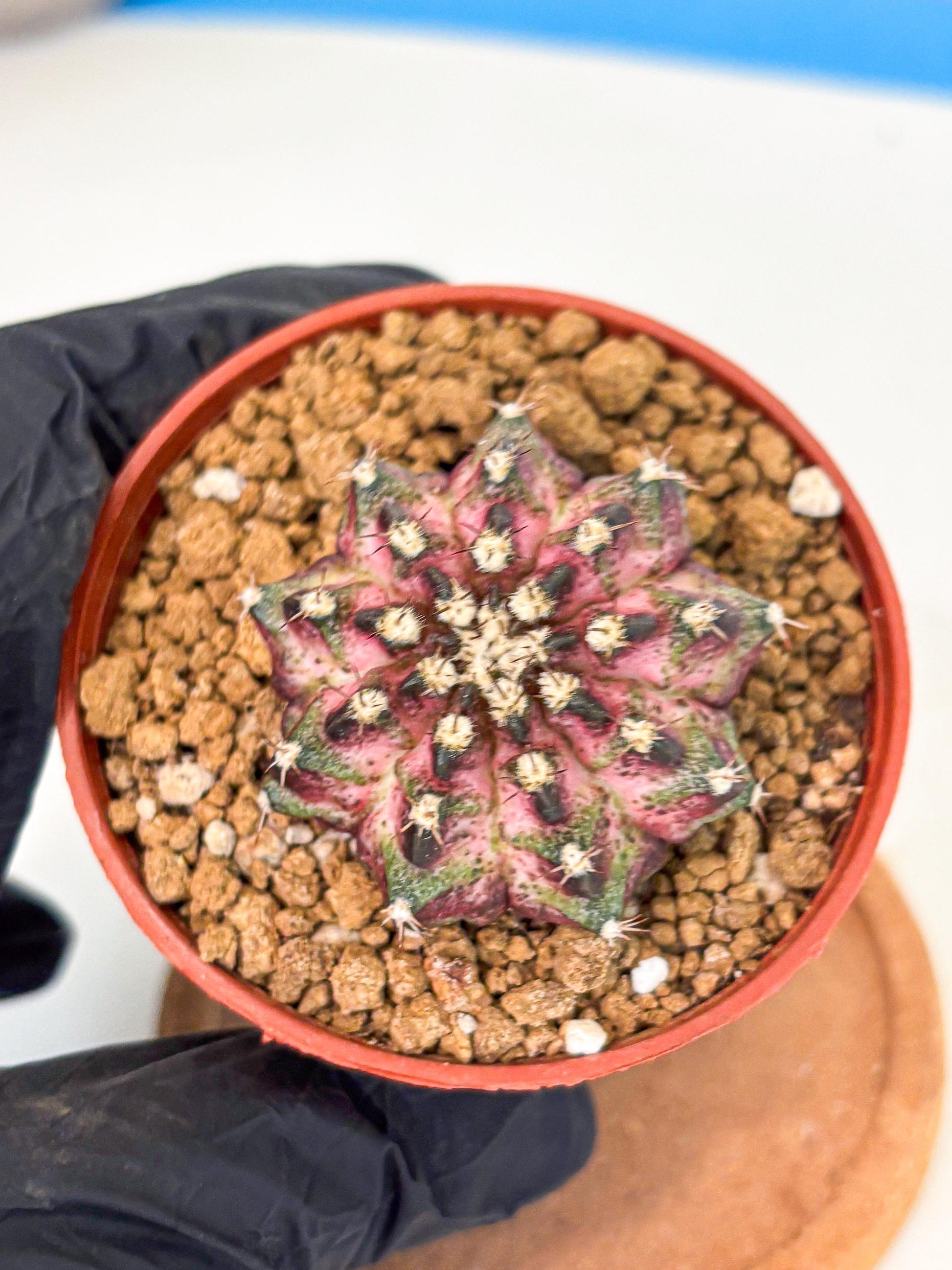 Gymnocalycium T-Rex (gy11) (p1) | Variegated Cactus