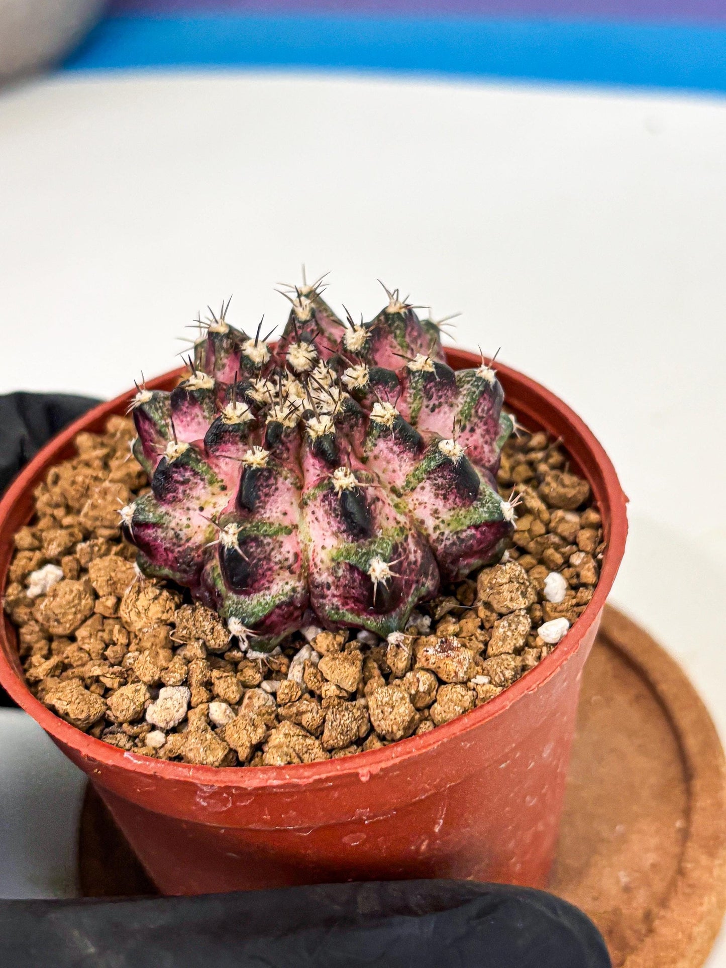 Gymnocalycium T-Rex (gy11) (p1) | Variegated Cactus