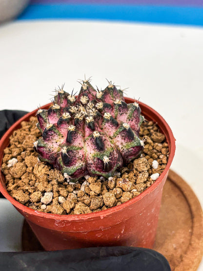 Gymnocalycium T-Rex (gy11) (p1) | Variegated Cactus