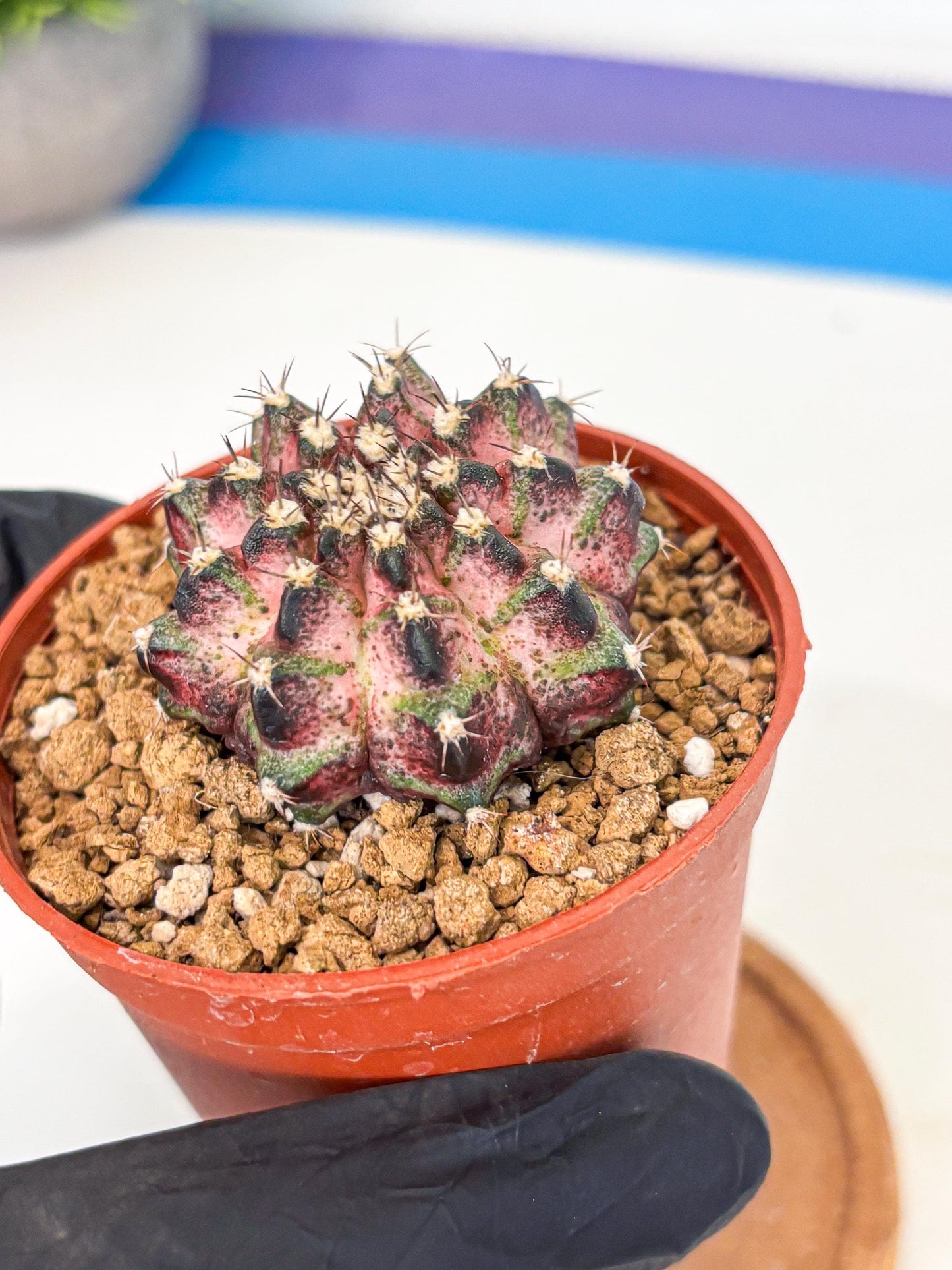 Gymnocalycium T-Rex (gy11) (p1) | Variegated Cactus