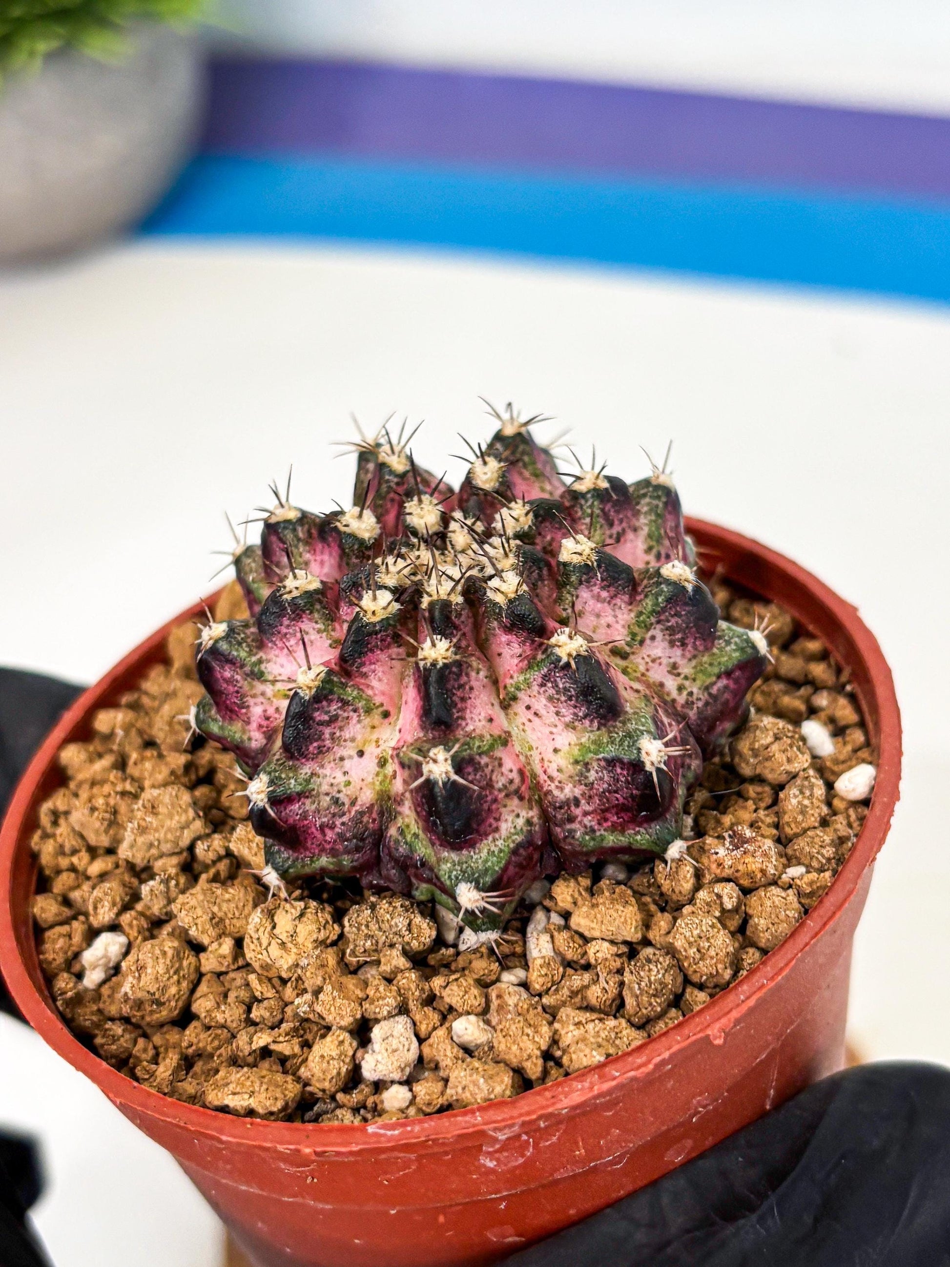 Gymnocalycium T-Rex (gy11) (p1) | Variegated Cactus
