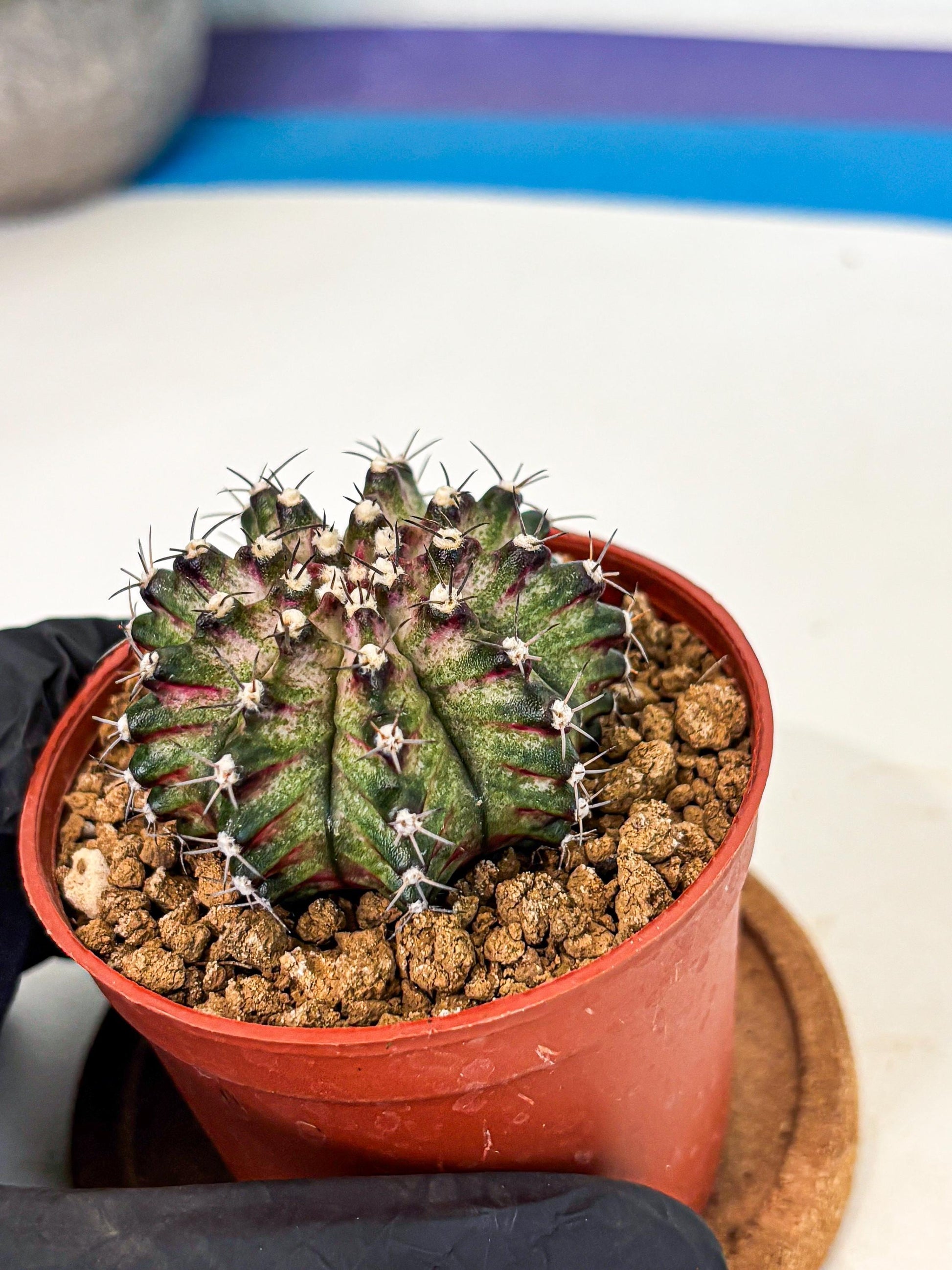 Gymnocalycium T-Rex (gy11) (p2) | Variegated Cactus