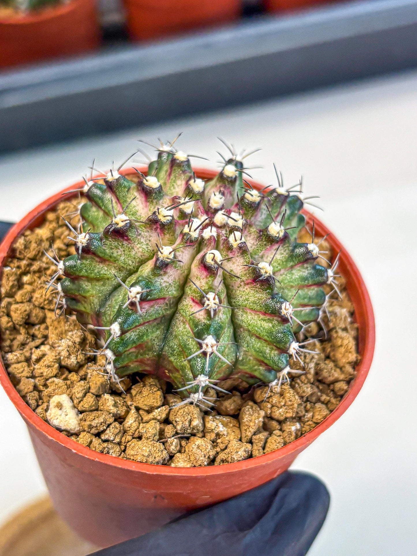 Gymnocalycium T-Rex (gy11) (p2) | Variegated Cactus