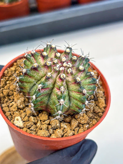 Gymnocalycium T-Rex (gy11) (p2) | Variegated Cactus