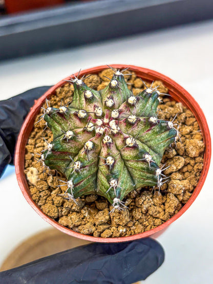 Gymnocalycium T-Rex (gy11) (p2) | Variegated Cactus