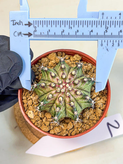 Gymnocalycium T-Rex (gy11) (p2) | Variegated Cactus