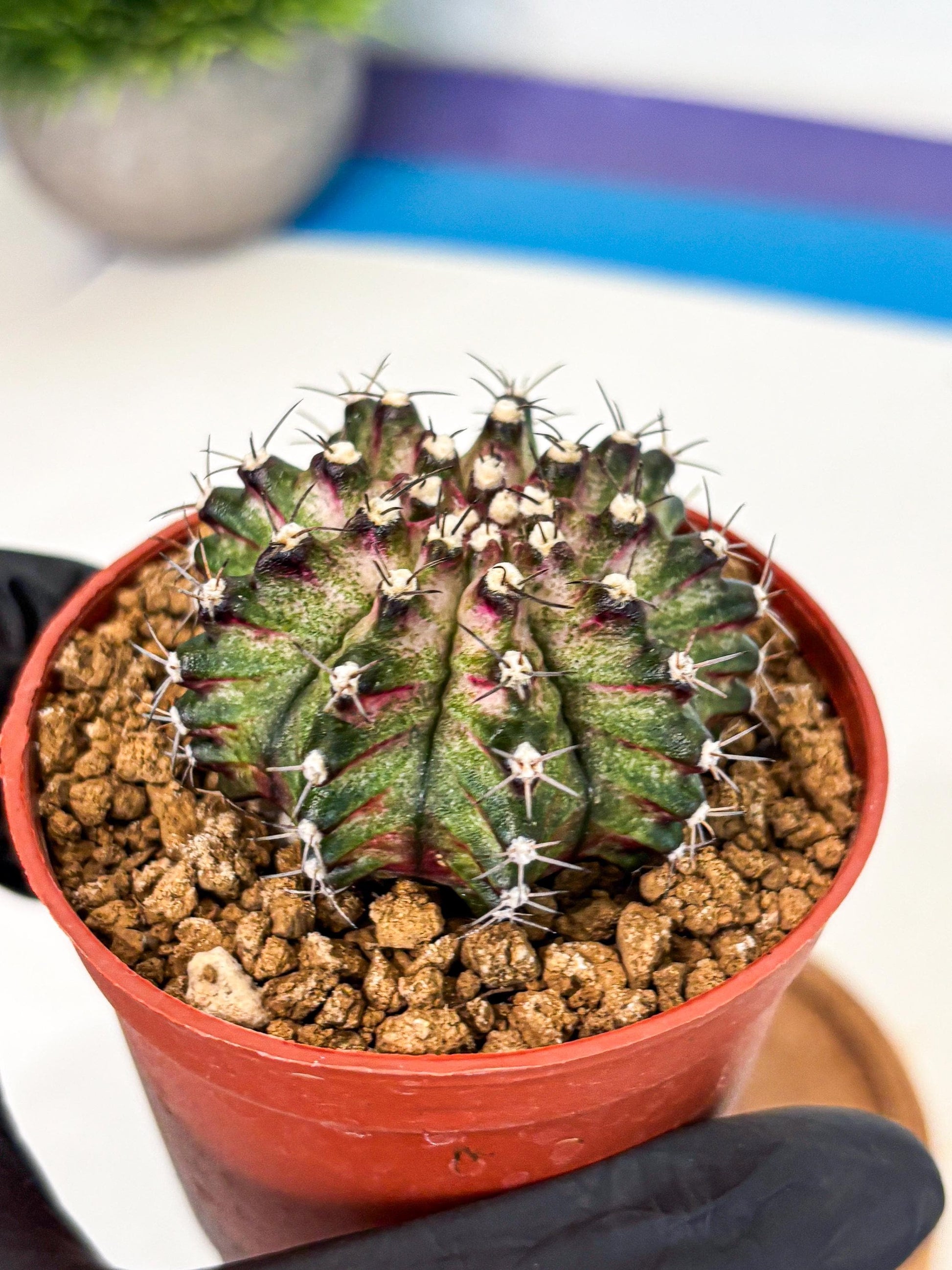 Gymnocalycium T-Rex (gy11) (p2) | Variegated Cactus