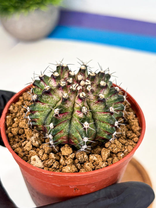 Gymnocalycium T-Rex (gy11) (p2) | Variegated Cactus