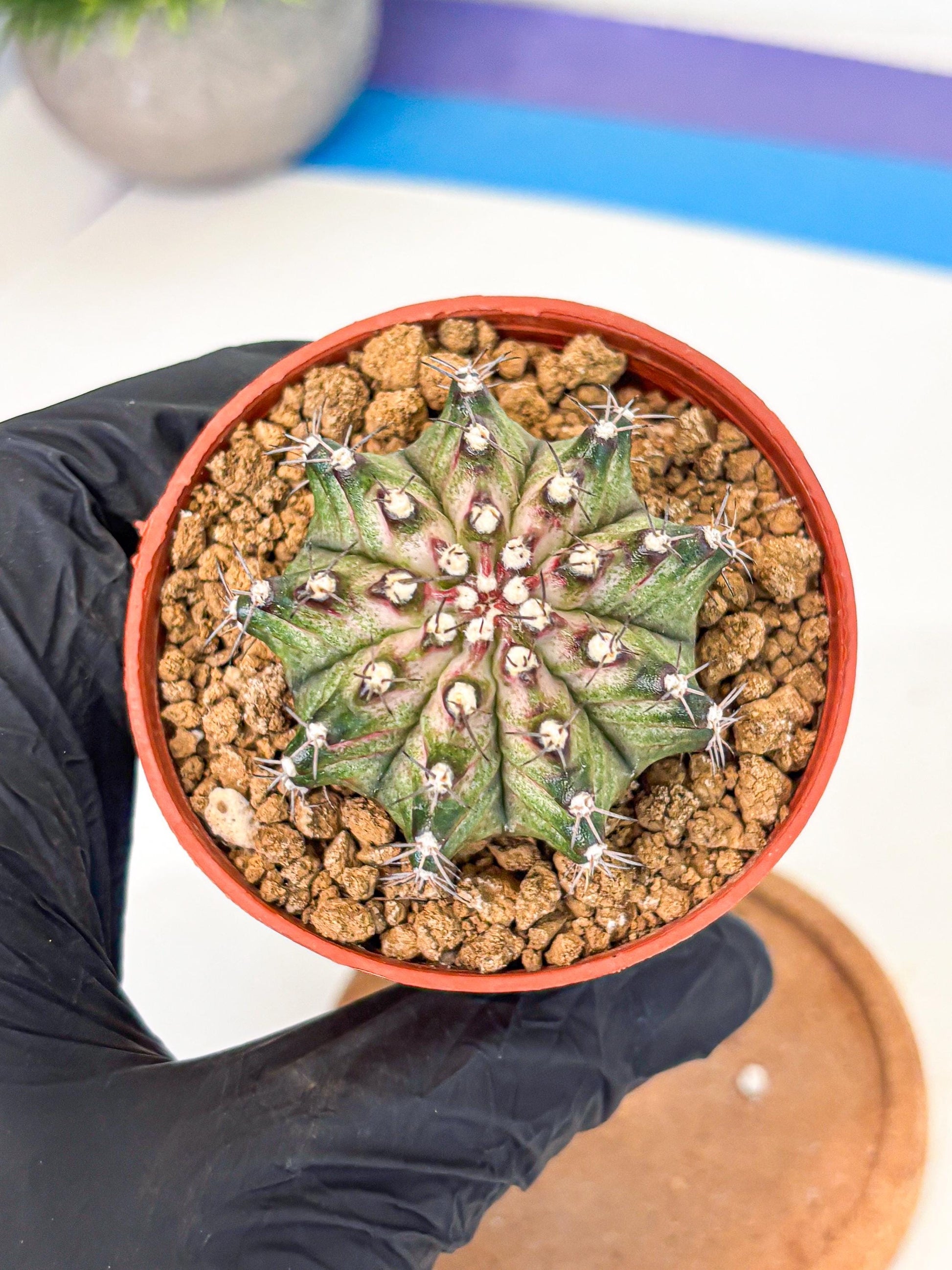 Gymnocalycium T-Rex (gy11) (p2) | Variegated Cactus