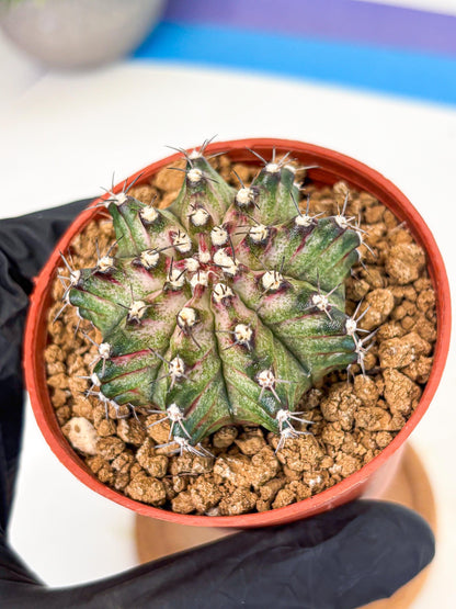 Gymnocalycium T-Rex (gy11) (p2) | Variegated Cactus