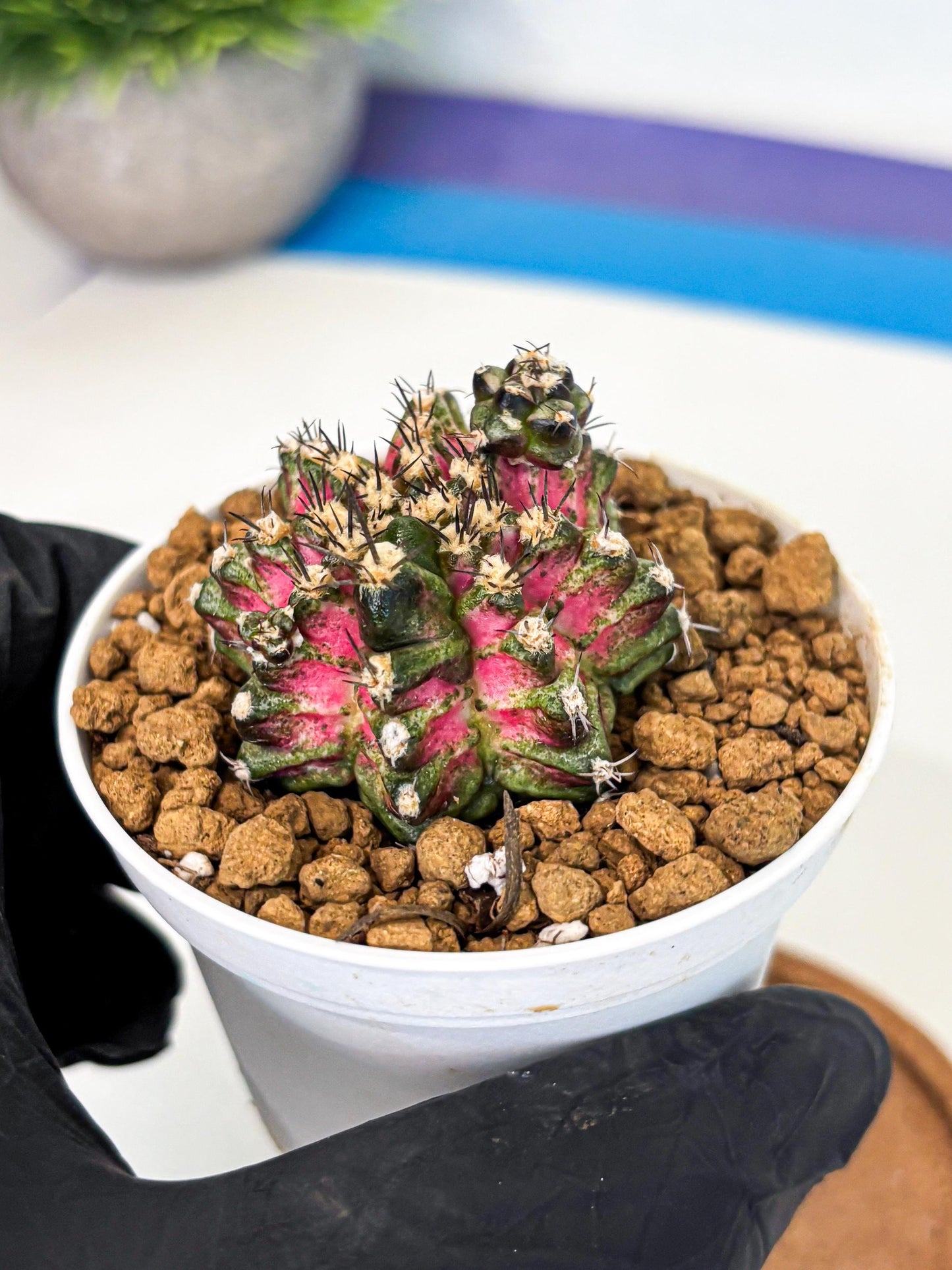 Gymnocalycium T-Rex (gy11) (p3) | Variegated Cactus