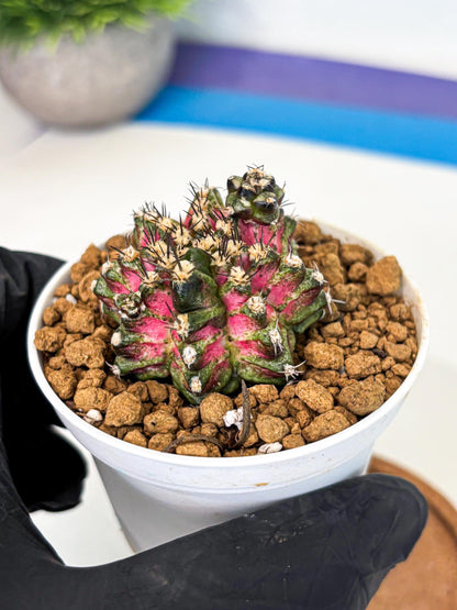 Gymnocalycium T-Rex (gy11) (p3) | Variegated Cactus