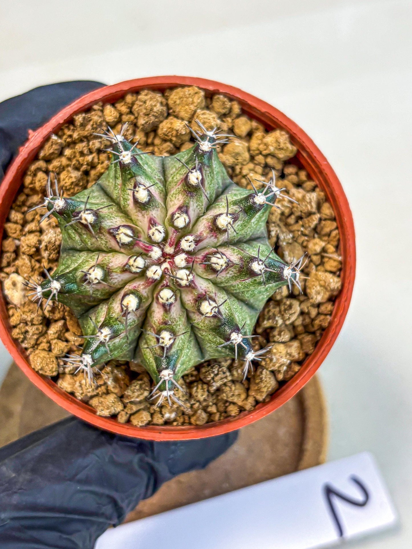 Gymnocalycium T-Rex (gy11) (p2) | Variegated Cactus
